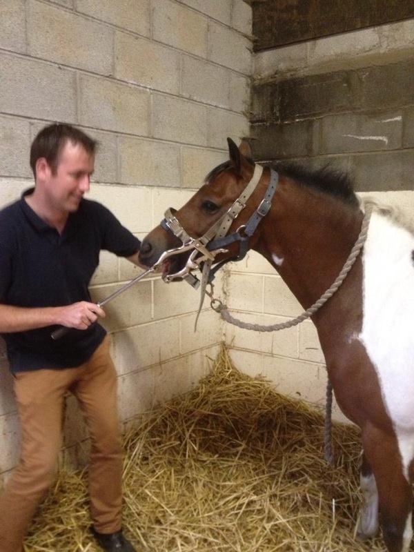 Steven Gagan Horse Dentist